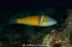 Thalassoma pavo by Vittorio Durante 